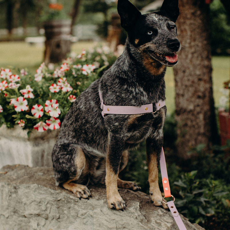 Dog Harnesses