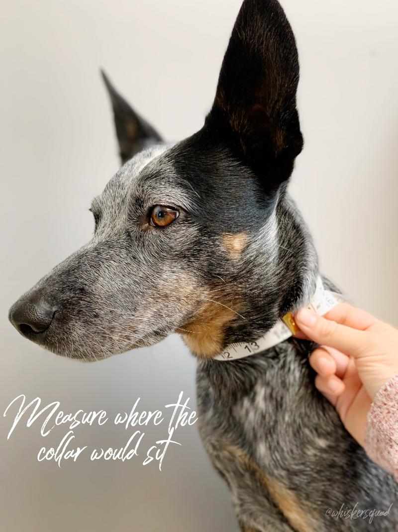 1" Two Tone Martingale Collar