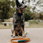 3/4" Two Tone Leash