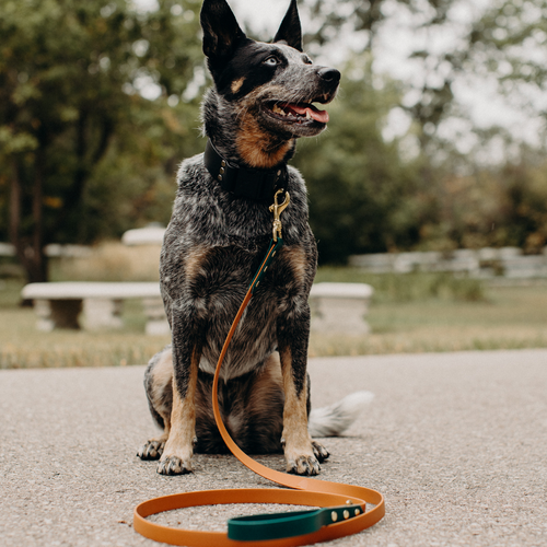 3/4" Two Tone Leash